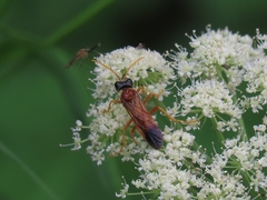 Tenthredo campestris