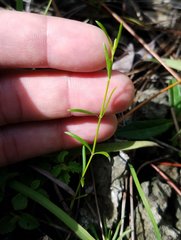 Stenaria nigricans floridana