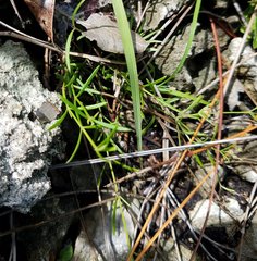 Stenaria nigricans floridana