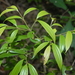 Cinnamomum subavenium - Photo (c) 潘立傑 LiChieh Pan, μερικά δικαιώματα διατηρούνται (CC BY-NC-SA)