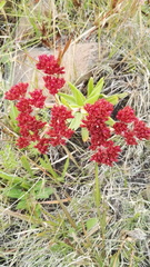 Crassula alba