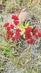 Crassula alba