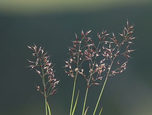Agrostis alpina