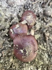 Cortinarius splendidus