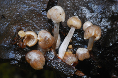 Asterophora parasitica