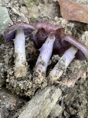 Cortinarius splendidus