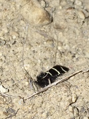 Adela trigrapha