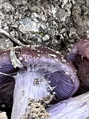 Cortinarius splendidus