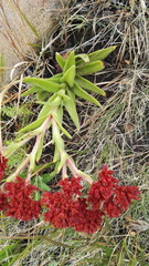 Crassula alba