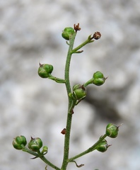 Scrophularia heterophylla