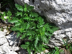 Scrophularia heterophylla