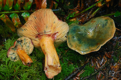 Lactarius aurantiosordidus