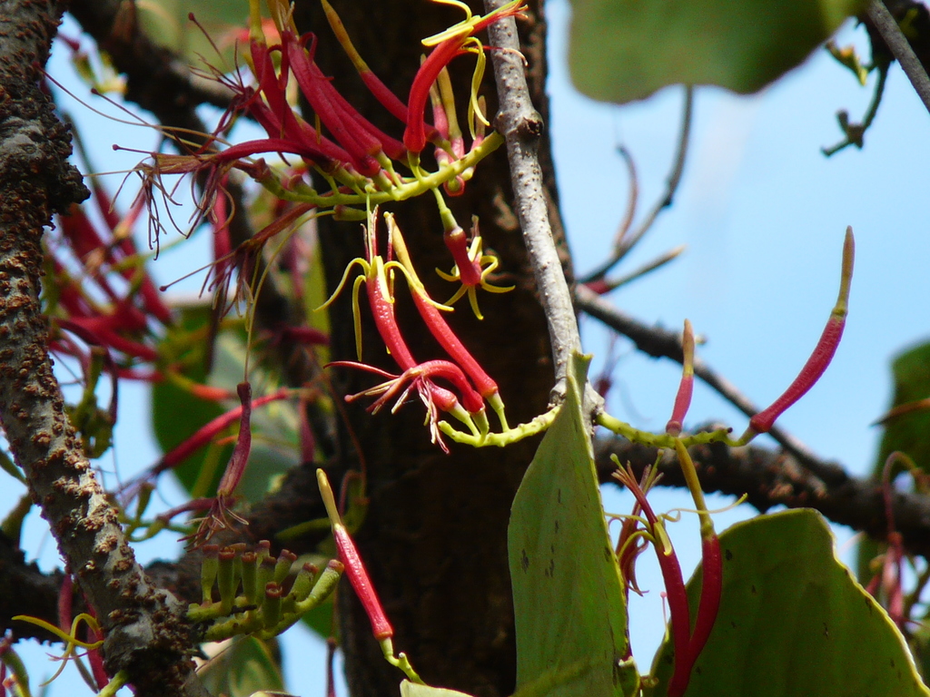 leafy mistletoe