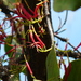Leafy Mistletoe - Photo (c) Dinesh Valke, some rights reserved (CC BY-NC-SA)