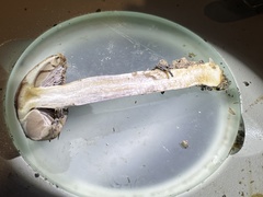 Cortinarius splendidus