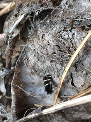 Adela trigrapha