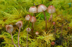 Mycena sanguinolenta