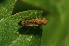 Opomyza germinationis