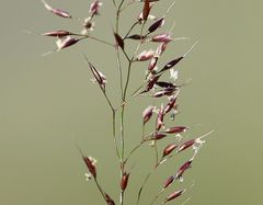 Agrostis alpina