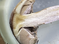 Cortinarius splendidus