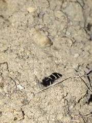 Adela trigrapha