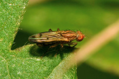 Opomyza germinationis