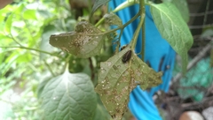 Epilachna mexicana