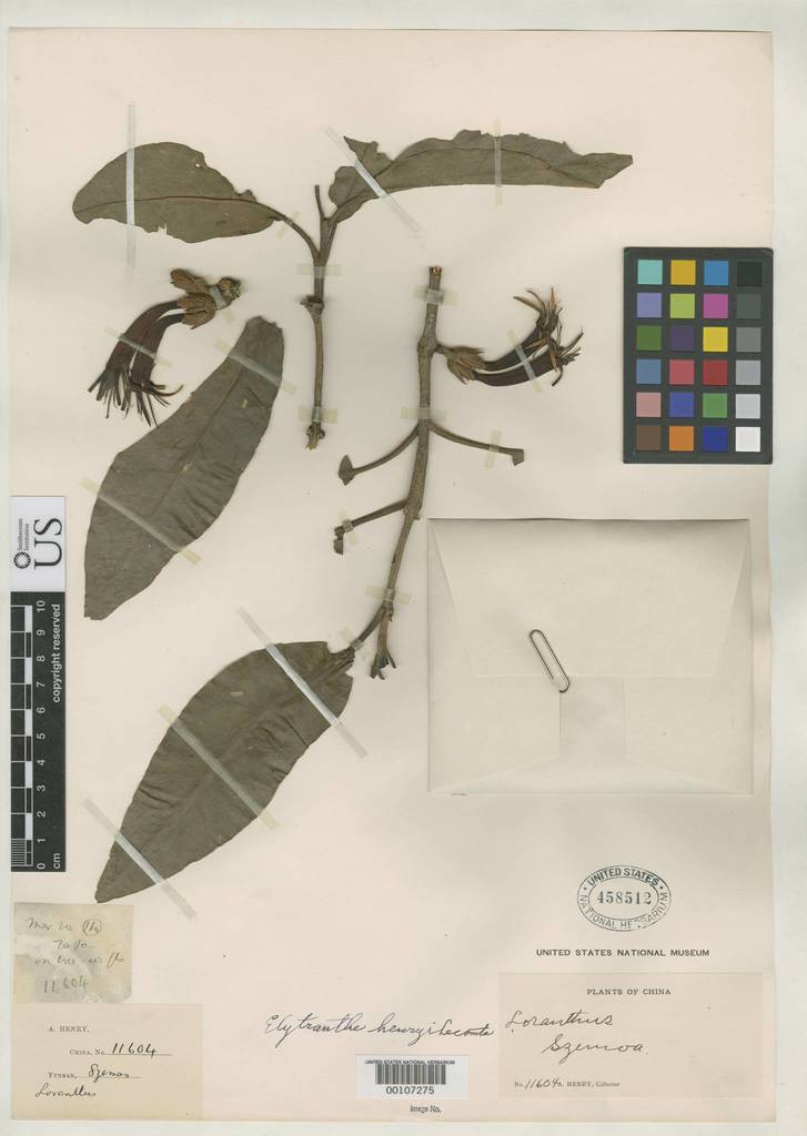 Elytranthe albida (Elytranthe albida)
