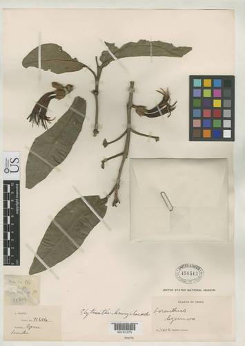 Elytranthe albida
