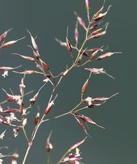 Agrostis alpina