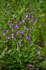 Penstemon tenuis