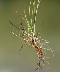 Agrostis alpina