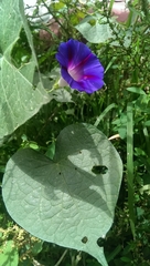 Ipomoea purpurea