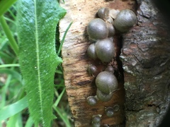 Lycogala flavofuscum