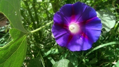 Ipomoea purpurea