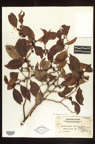 Anacolosa frutescens · iNaturalist