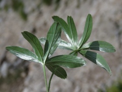 Alchemilla plicatula