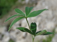 Alchemilla plicatula