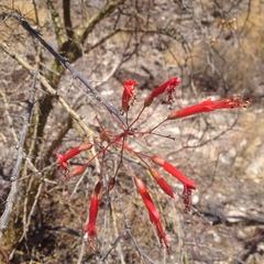 Fouquieria macdougalii