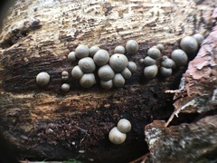 Lycogala flavofuscum