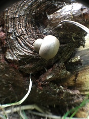 Lycogala flavofuscum