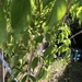 photo of Evergreen Tropical Ash (Fraxinus griffithii)