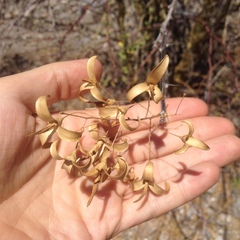 Fouquieria macdougalii