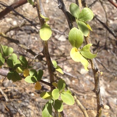 Fouquieria macdougalii