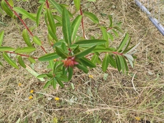 Euphorbia griffithii
