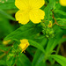 Yellow Sundrops - Photo (c) Keith Bradley, some rights reserved (CC BY-NC), uploaded by Keith Bradley