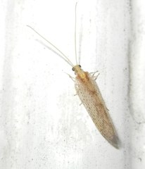 Hemerobius micans