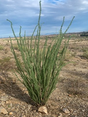 Fouquieria splendens