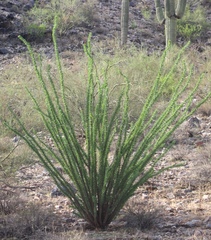 Fouquieria splendens
