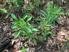 Coreopsis pubescens pubescens